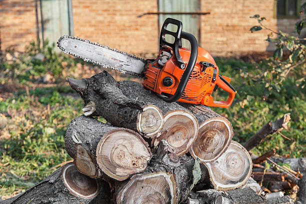 Best Stump Grinding Near Me  in Jacksonville, NC